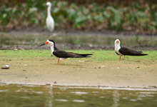 Black Skimmer